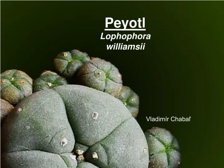 peyotl lophophora williamsii