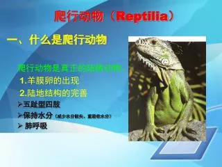 reptilia