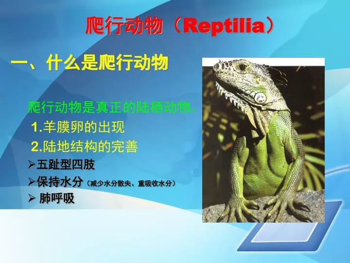reptilia