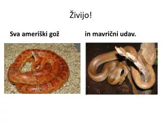 ivijo
