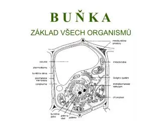 b u k a