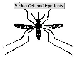 Sickle Cell and Epistasis