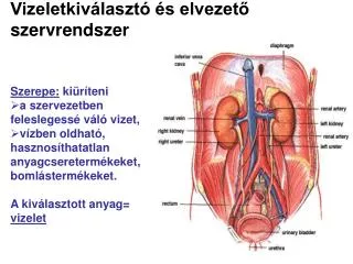 vizeletkiv laszt s elvezet szervrendszer