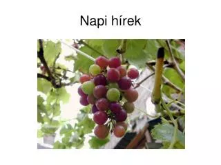 napi h rek