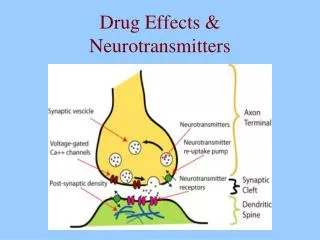 Drug Effects &amp; Neurotransmitters