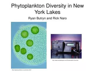 Phytoplankton Diversity in New York Lakes