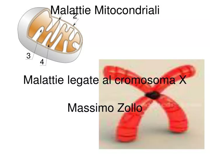 malattie mitocondriali malattie legate al cromosoma x massimo zollo