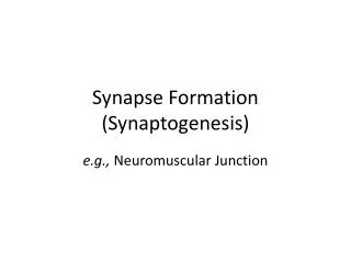 Synapse Formation ( Synaptogenesis )