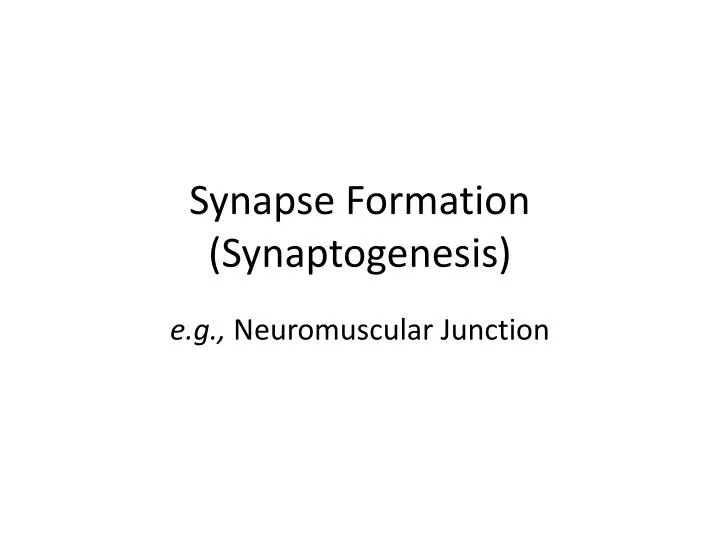synapse formation synaptogenesis