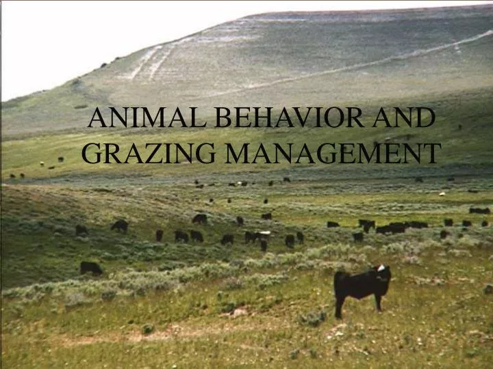 animal behavior and grazing management