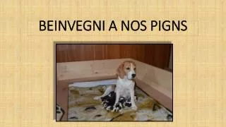 beinvegni a nos pigns