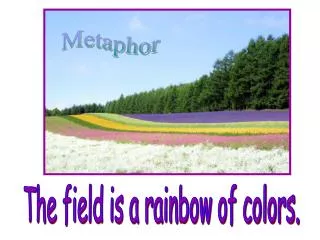 The field is a rainbow of colors.