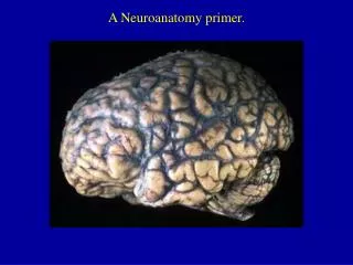 A Neuroanatomy primer.