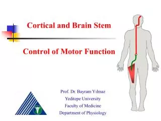 Cortical and Brain Stem Control of Motor Function