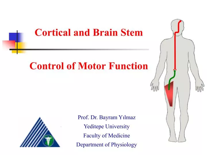 cortical and brain stem control of motor function