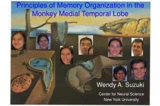Principles of Memory Organization in the Monkey Medial Temporal Lobe