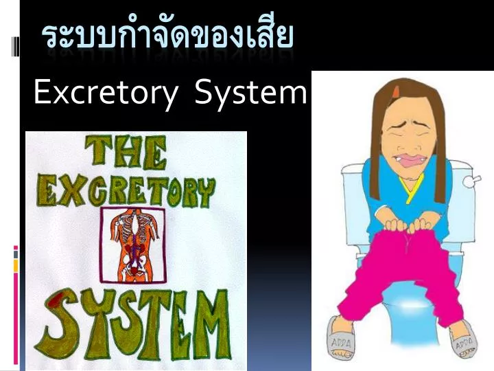 excretory system