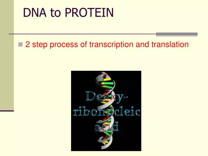 dna to protein