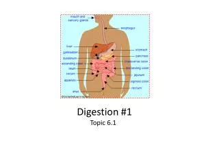 Digestion #1 Topic 6.1