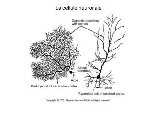 La cellule neuronale