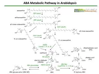 ABA Metabolic Pathway in Arabidopsis