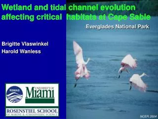 Wetland and tidal channel evolution affecting critical habitats at Cape Sable
