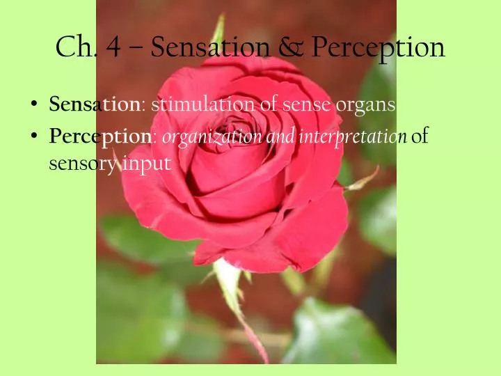 ch 4 sensation perception