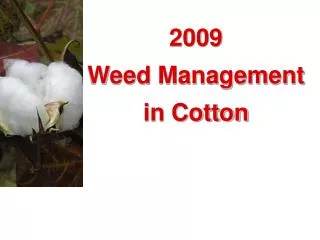2009 Weed Management in Cotton