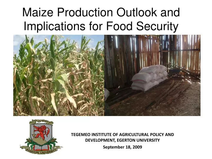 maize production outlook and implications for food security