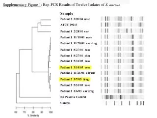Supplementary Figure 1 : Rep-PCR Results of Twelve Isolates of S. aureus