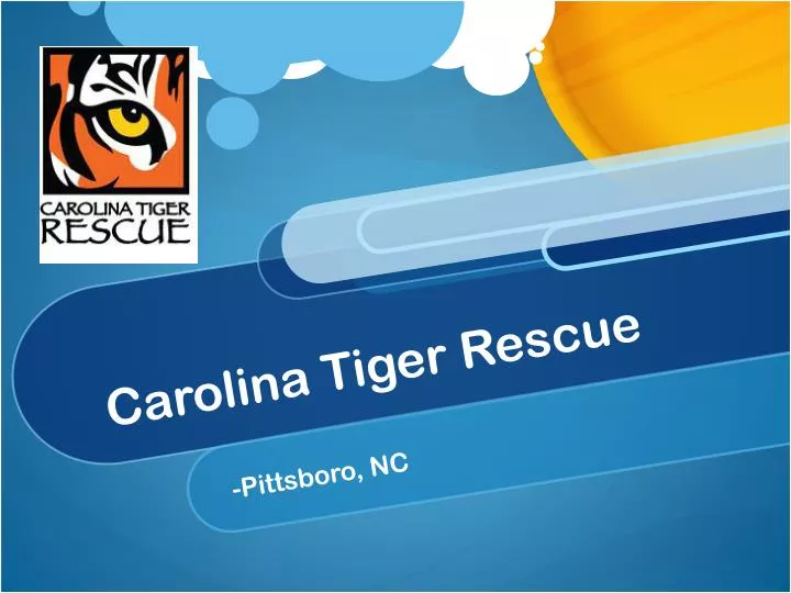carolina tiger rescue