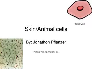 Skin/Animal cells