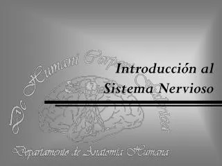 introducci n al sistema nervioso