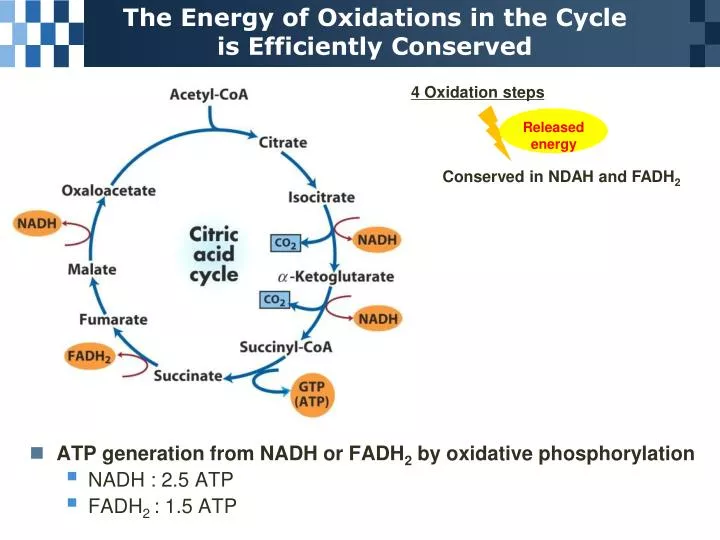 the energy of oxidations in the cycle is efficiently conserved
