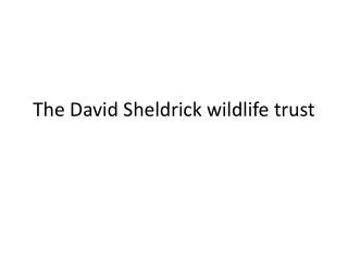 The David Sheldrick wildlife trust