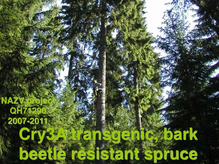 cry3a transgenic bark beetle resistant spruce
