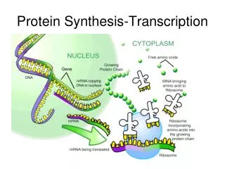 Protein Synthesis-Transcription