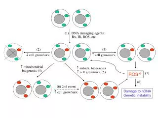 (1) DNA damaging-agents: Rx, IR, ROS, etc