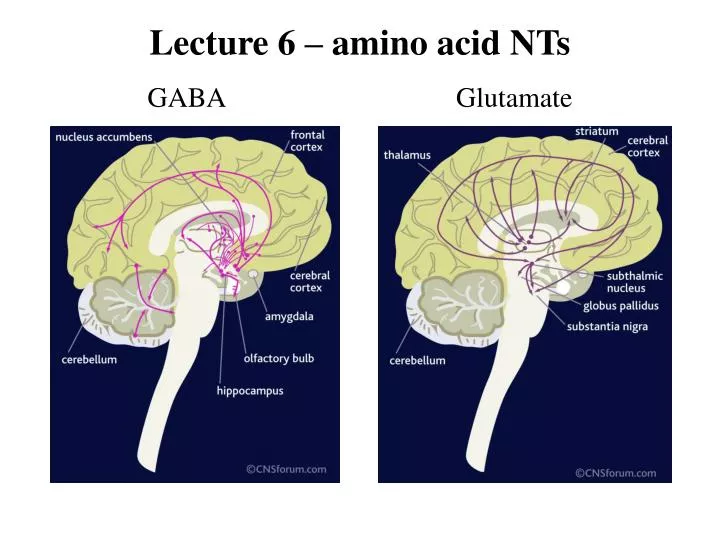 lecture 6 amino acid nts gaba glutamate