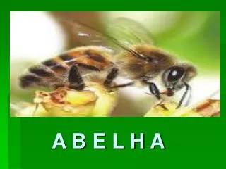 a b e l h a