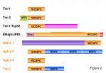 Comprehensive Study on WCGPC and Related Trx and NDPk Proteins in Cellular Processes - slide 1
