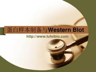 western blot