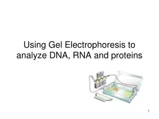 Using Gel Electrophoresis to analyze DNA, RNA and proteins