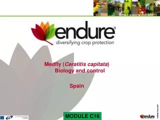 Medfly ( Ceratitis capitata ) Biology and control Spain