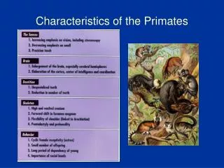 Characteristics of the Primates