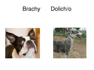 Brachy			Dolich/o