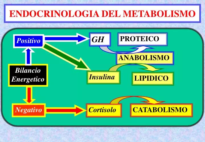 endocrinologia del metabolismo
