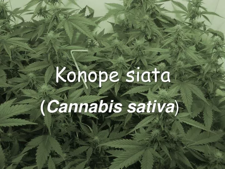 konope siata