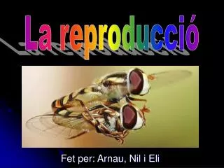 fet per arnau nil i eli