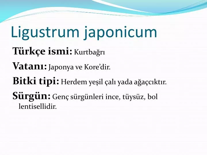 ligustrum japonicum